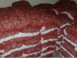 Vetőméretű burgonya eladó