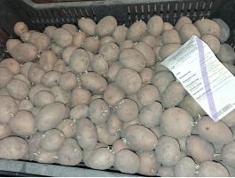 Hópehely burgonya eladó