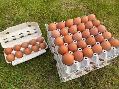 Friss termelői tojás Friss termelői tojás