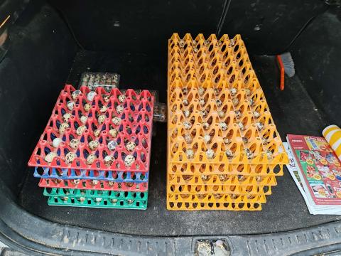 Fürjtojás eladó Nagykőrösön