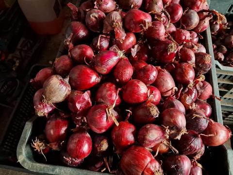 Közepes méretű Red Rock F1 lilahagyma eladó