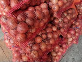 Nagyméretű Medusa F1 vöröshagyma eladó