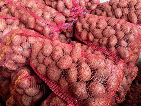 Desiree burgonya eladó