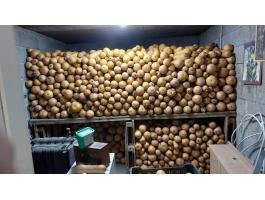 Kanadai sütötök eladó