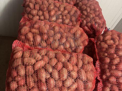 UT-2-es Esmee vetőburgonya eladó