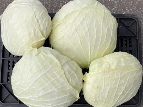 Eladó lapos fejes káposzta Tiszakécse-Tiszabögön