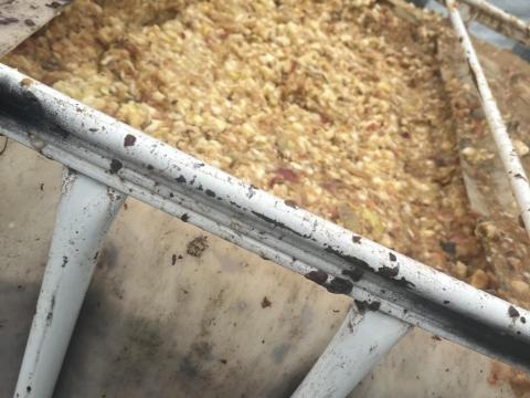 Frissen darált alma cefre