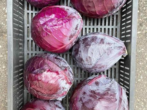 Eladó vöröskáposzta Tiszakécse-Tiszabögön