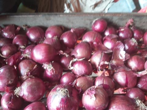 Lila hagyma eladó