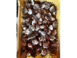 Őszi fokhagyma Messidor