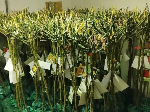 Magastörzsű rózsafa eladó – Prémium minőségű, díjnyertes fák termelőtől