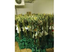 Magastörzsű rózsafa eladó – Prémium minőségű, díjnyertes fák termelőtől