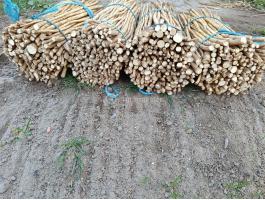 Torma dugvány eladó egészséges állapotban, kis és nagy tételben