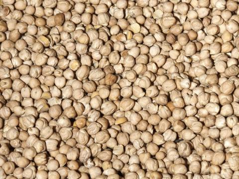 Bio csicseri borsó eladó