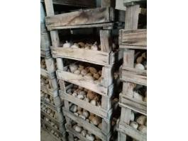 Vetőburgonya eladó Balástyán – Memphis és Red Scarlet fajták