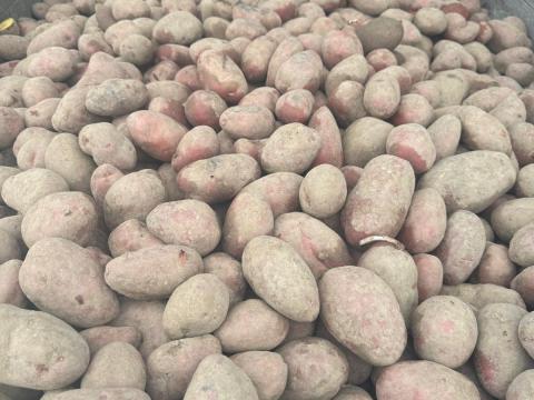 Eladó vörös burgonya nagykereskedelmi mennyiségben