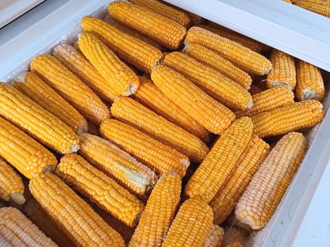Csemegekukorica eladó