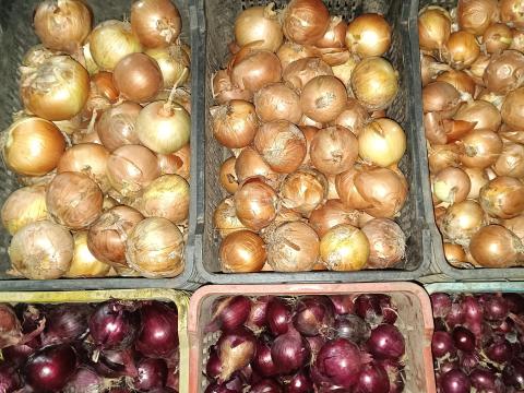 Vöröshagyma és lilahagyma több méretben, csíragátlózva