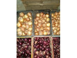 Vöröshagyma és lilahagyma több méretben, csíragátlózva