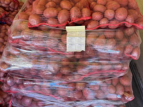 Balatoni Rózsa burgonya