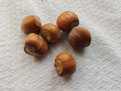 Eladó kiváló minőségű pucolt mogyoró