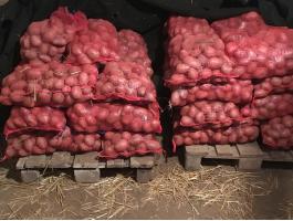 Balatoni rózsa burgonya