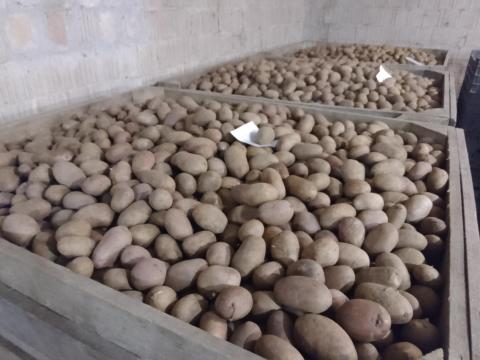 Vető méretű burgonya eladó