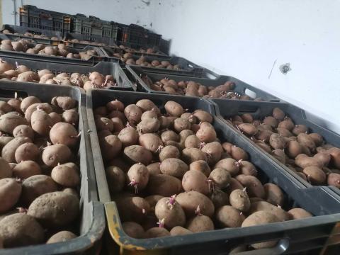 Balatoni rózsa, démon