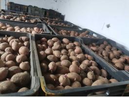 Balatoni rózsa, démon