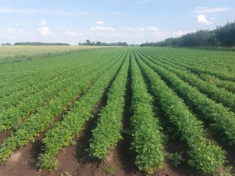 Petrezselyemgyökér eladó Petrezselyemgyökér eladó