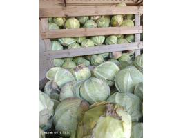 Takarmány fejes káposzta eladó termelőtől