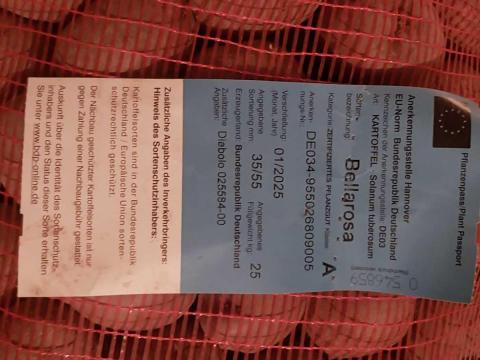 Bellarosa vető méretű burgonya Bellarosa vető méretű burgonya