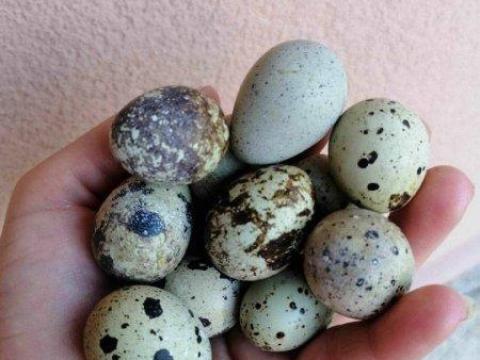 Fürjtojás eladó Fürjtojás eladó