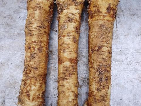 Torma eladó Torma eladó