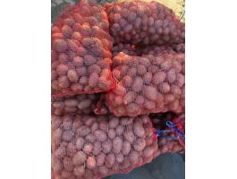 Vetőméretű burgonya eladó