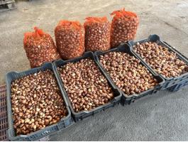 Makói dughagyma nagy tételben eladó