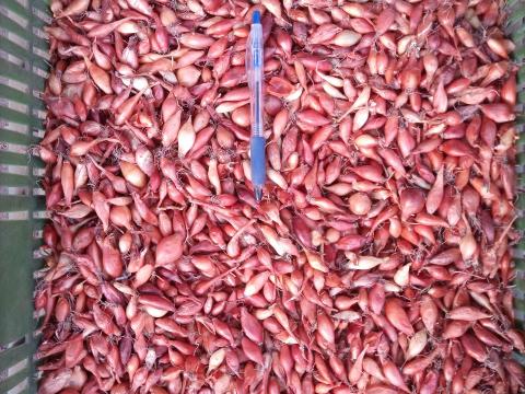 Makói CR dughagyma eladó Makói CR dughagyma eladó