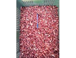 Makói CR dughagyma eladó