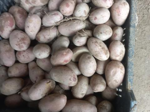 Vető méretű Burgonya, Esmee, Aloette Vető méretű Burgonya, Esmee, Aloette