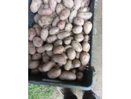 Vető méretű Burgonya,  Esmee,  Aloette