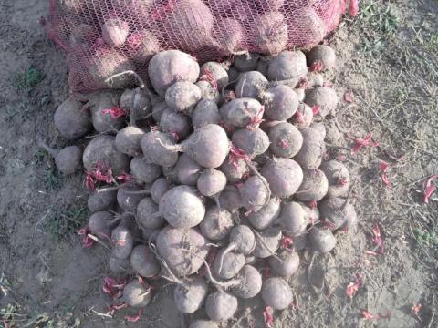 Cékla eladó Cékla eladó