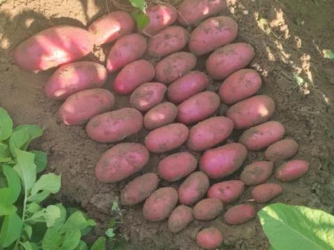 Burgonya eladó Burgonya eladó