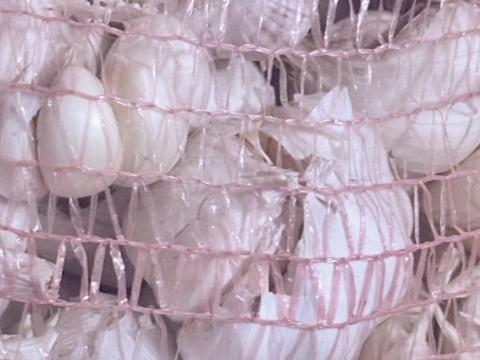 Őszi fokhagyma eladó Őszi fokhagyma eladó