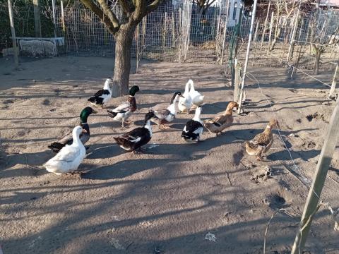 Kacsa tojás Kacsa tojás