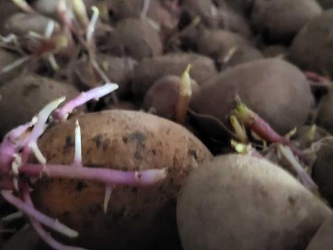 Vető méretű burgonya