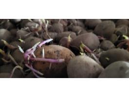 Vető méretű burgonya