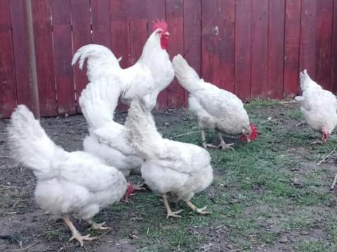 Leghorn tojás és kakas eladó