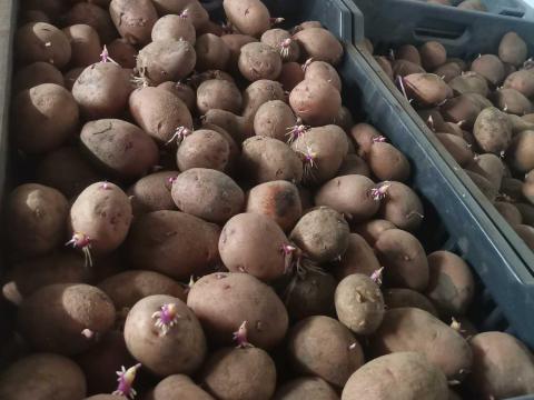 Elit magból termelt Balatoni rózsa