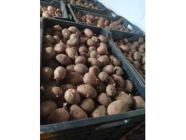 Elit magból termelt Balatoni rózsa