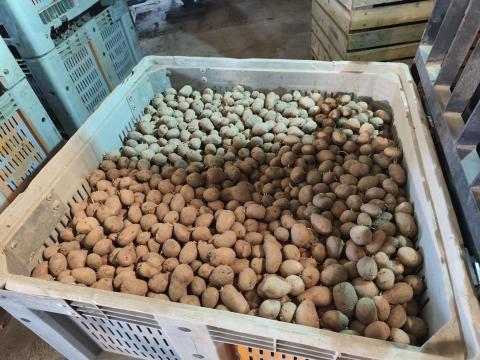 Vetőburgonya Vetőburgonya